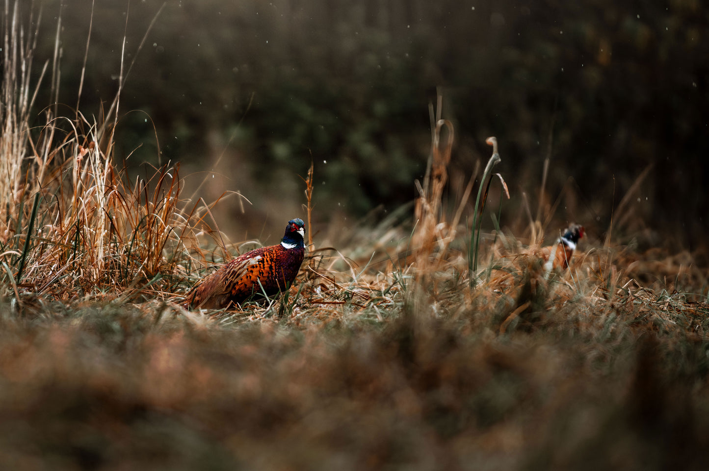 hidden jewel of the meadow