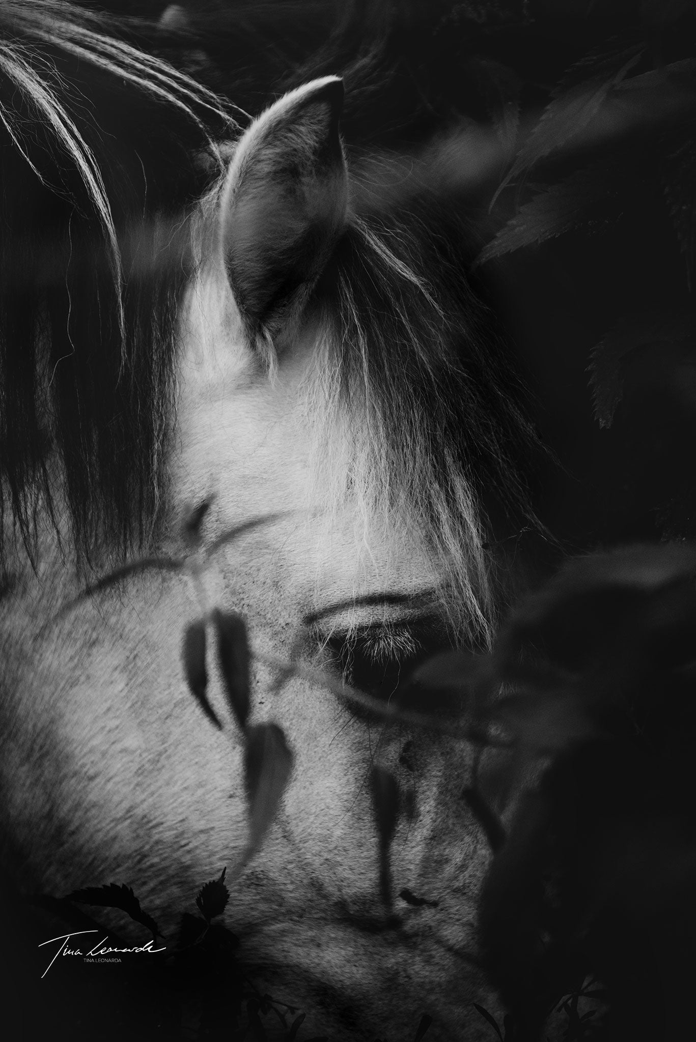 hidden gaze, quiet strength