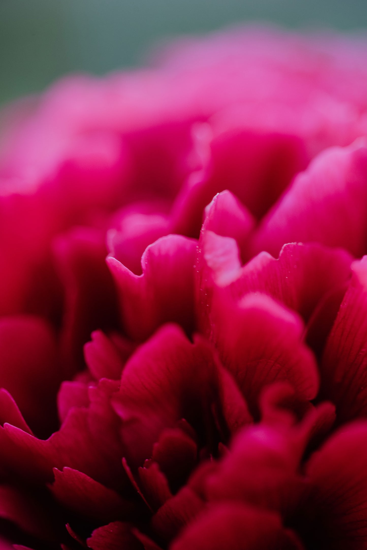 in the depth of pink