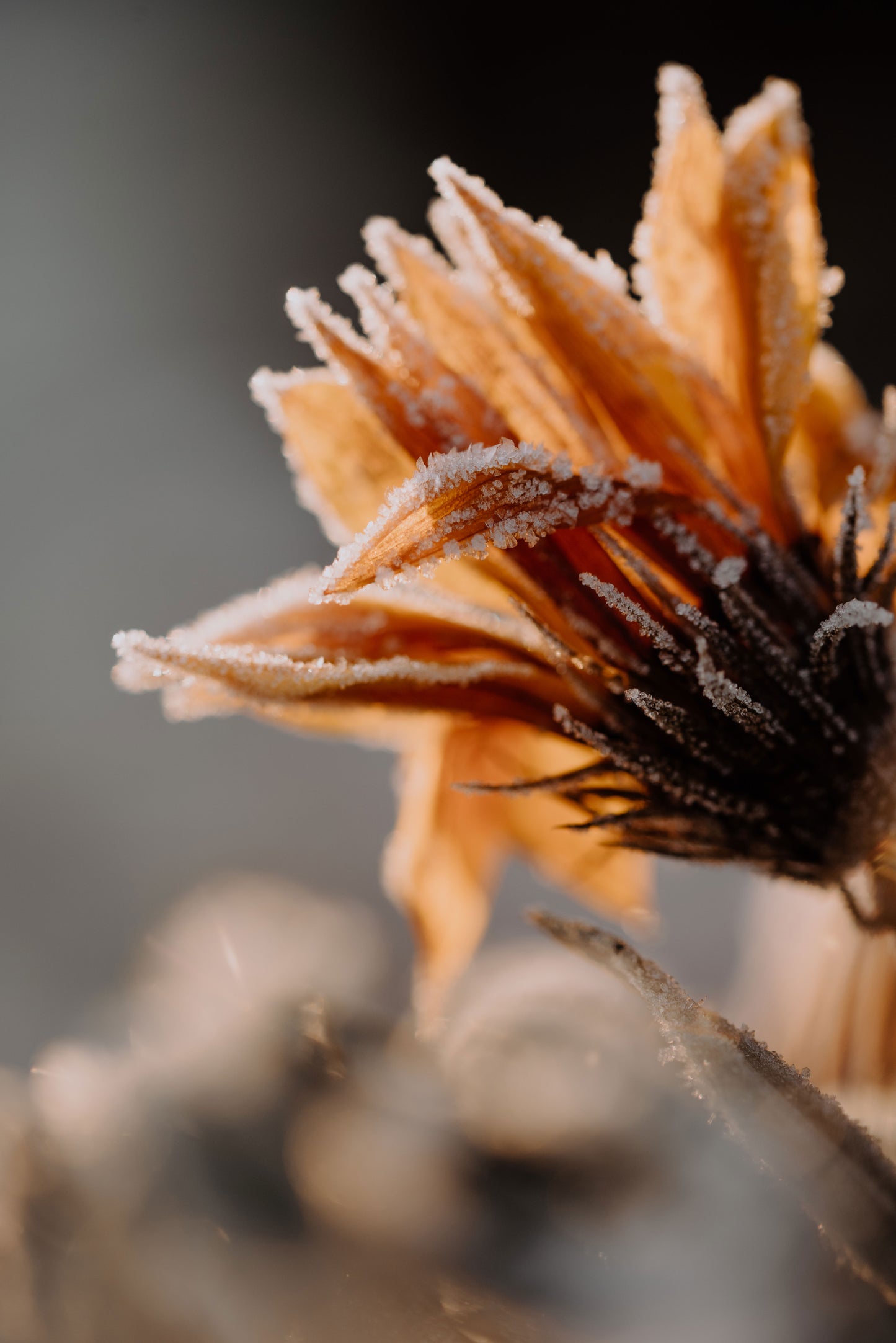 frost at the edge of bloom