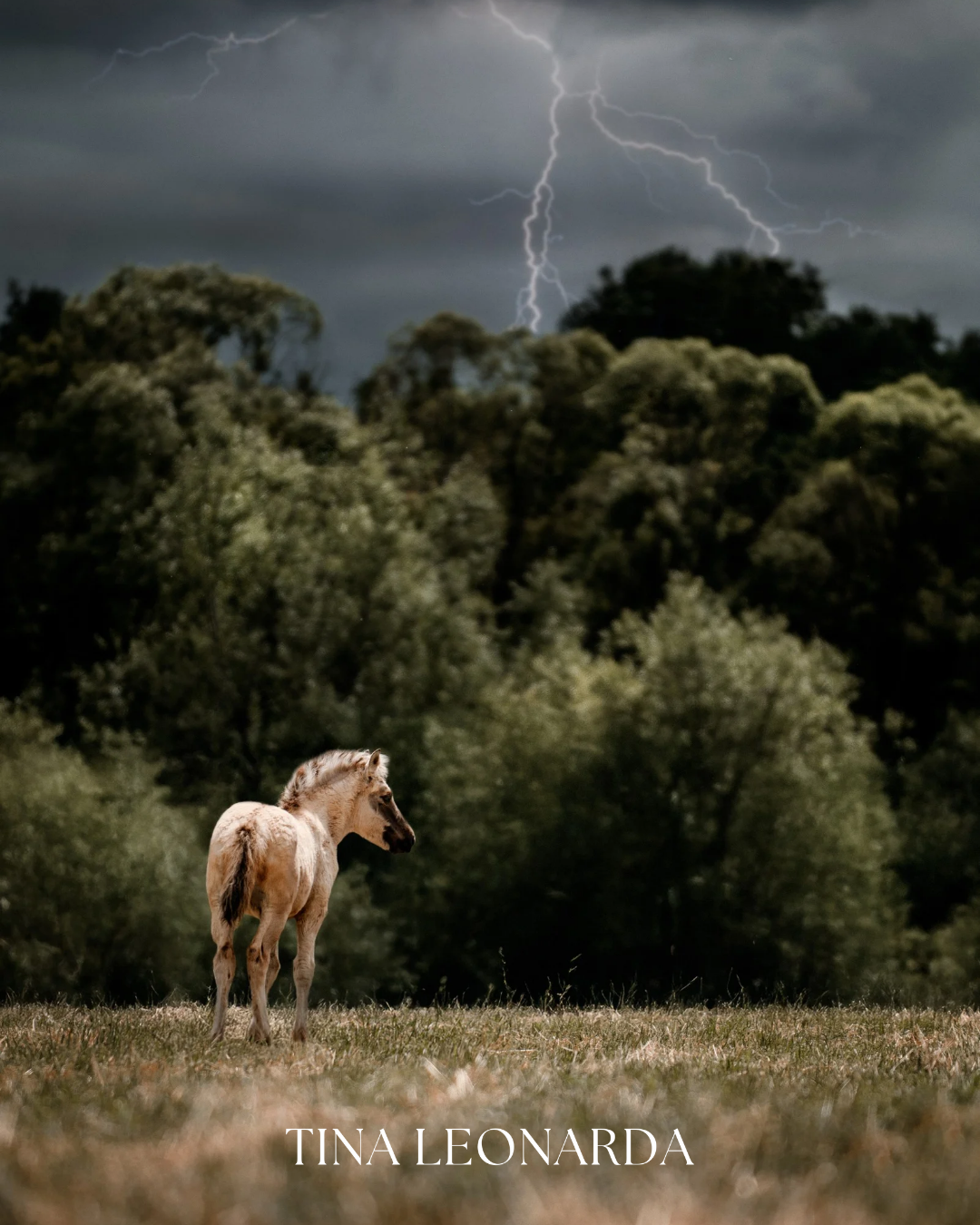 Fotografie eines Fohlens auf einer Wiese, im Hintergrund dichter Wald und ein dramatischer Gewitterhimmel mit Blitzen.