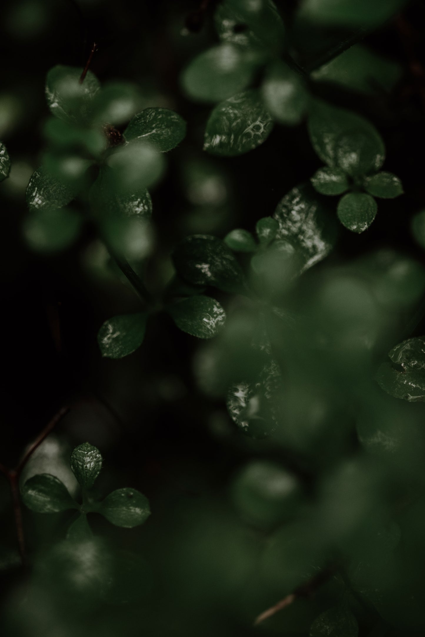 after the rain, the forest whispers