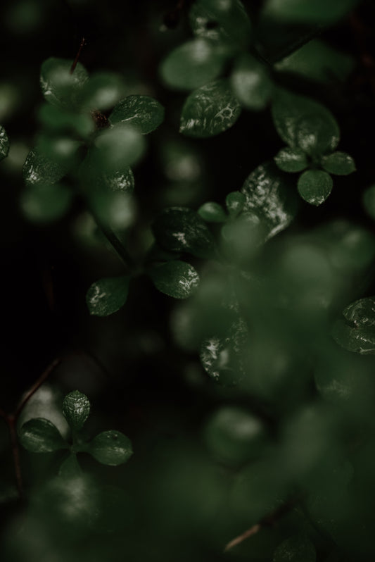 after the rain, the forest whispers