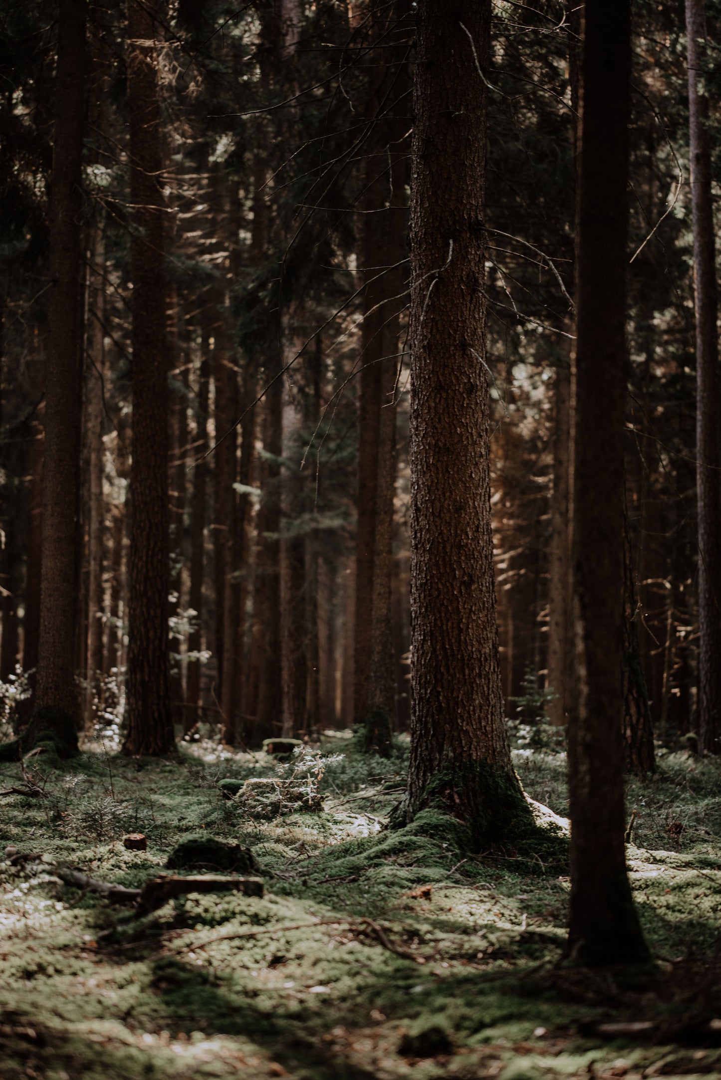 the breath of trees